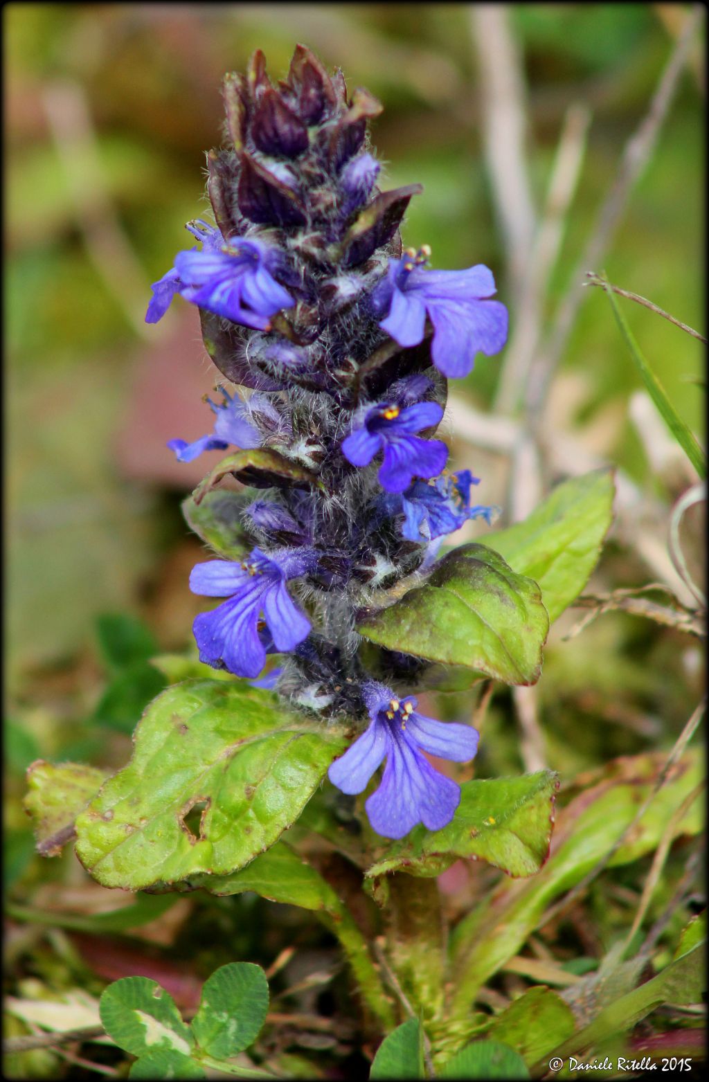 Ajuga reptans